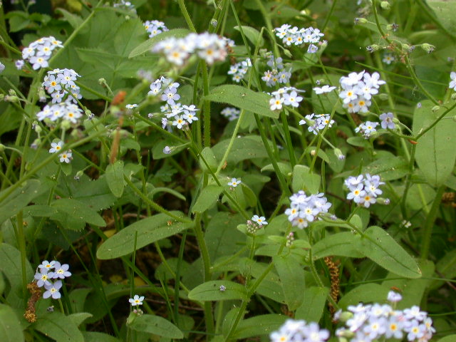 Myosotis sylvatica / Nontiscordardim dei boschi